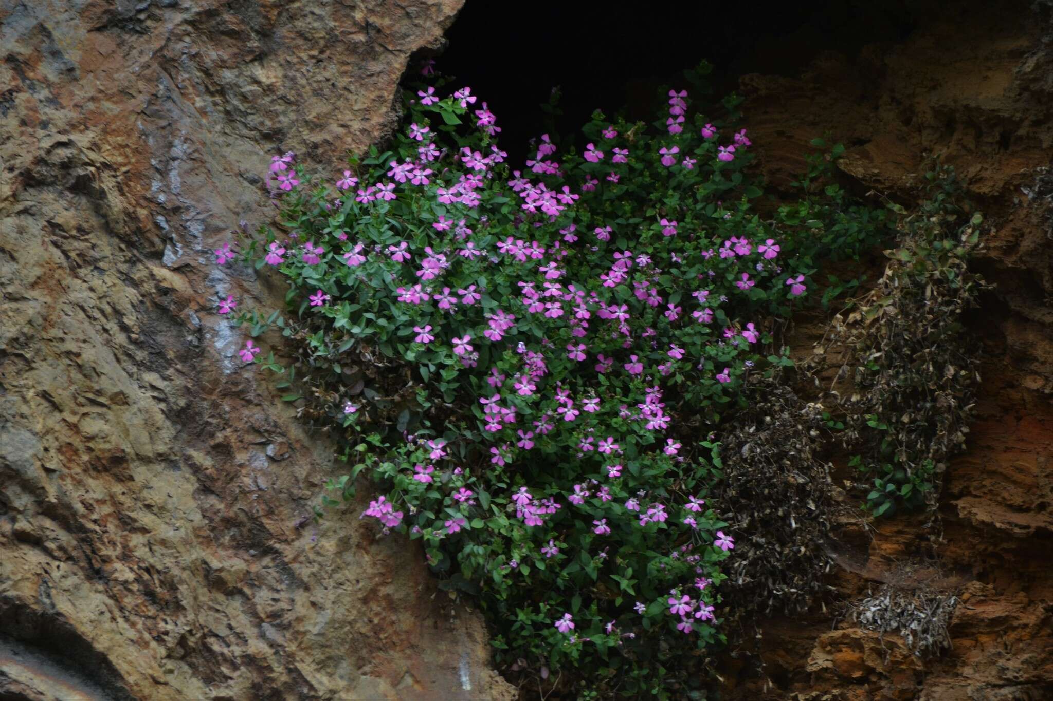 Слика од Petrocoptis grandiflora Rothm.