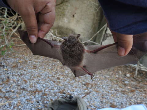 Myotis velifer (J. A. Allen 1890) resmi