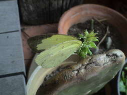 Image of Eurema lacteola (Distant 1886)