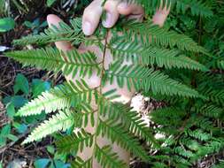 Слика од Pteris tremula R. Br.