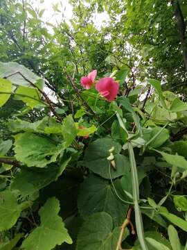 Lathyrus rotundifolius subsp. miniatus (Steven) P. H. Davis resmi