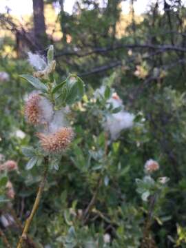 Image of mountain willow