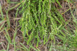 Galium atherodes Spreng. resmi