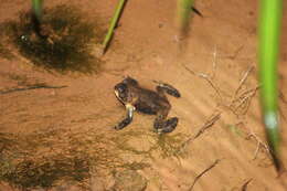 Image of Melanophryniscus tumifrons (Boulenger 1905)