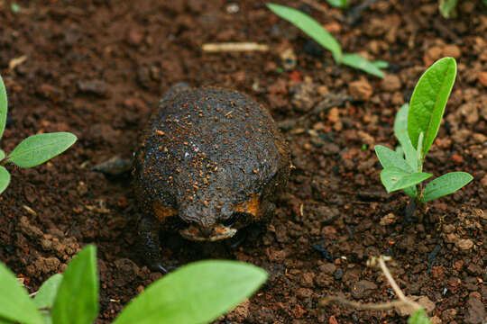 Image of Mozambique Rain Frog