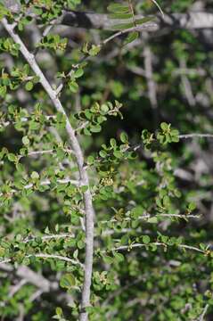 Image of Flueggea verrucosa (Thunb.) G. L. Webster