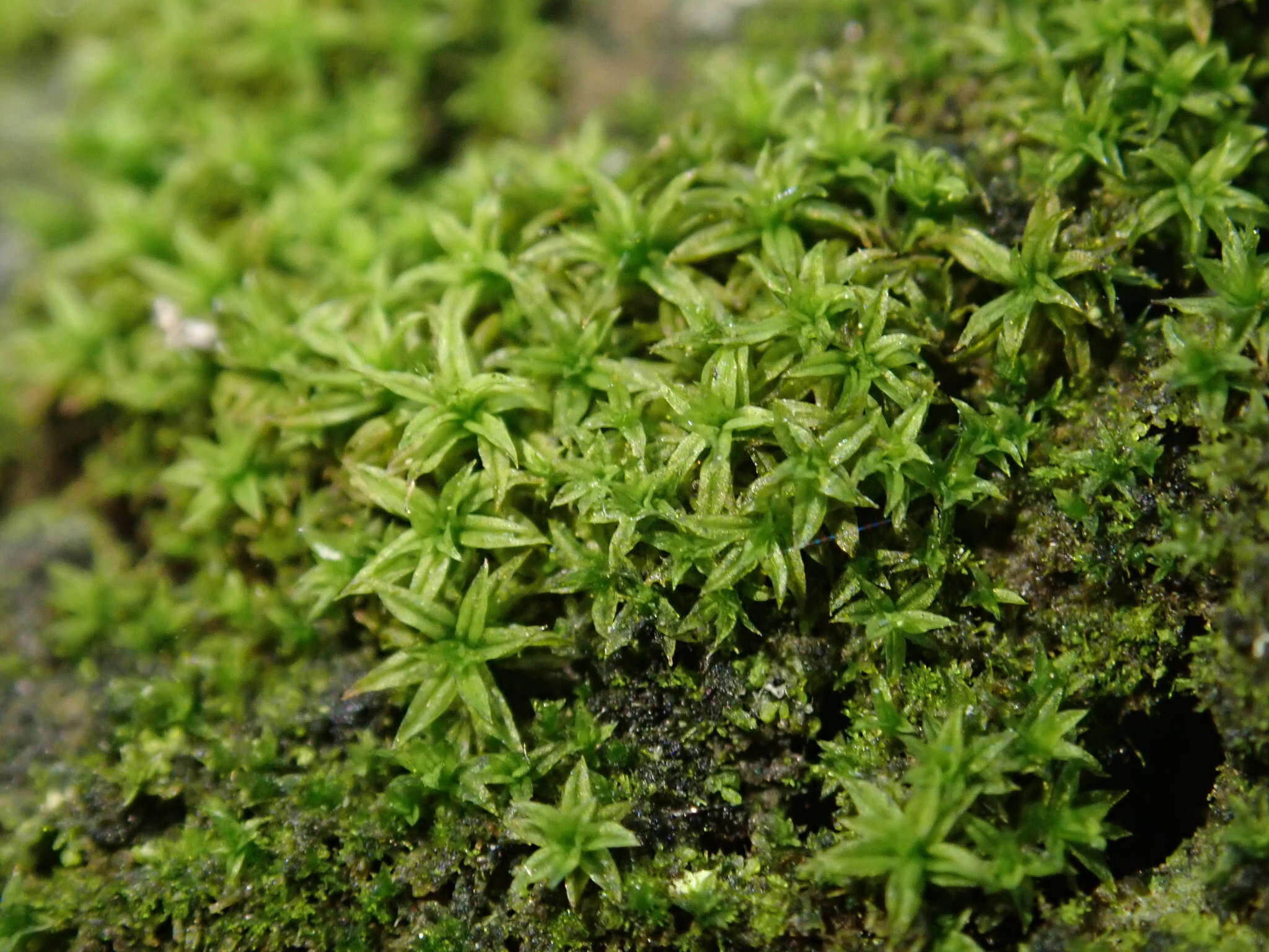 Image of zygodon moss