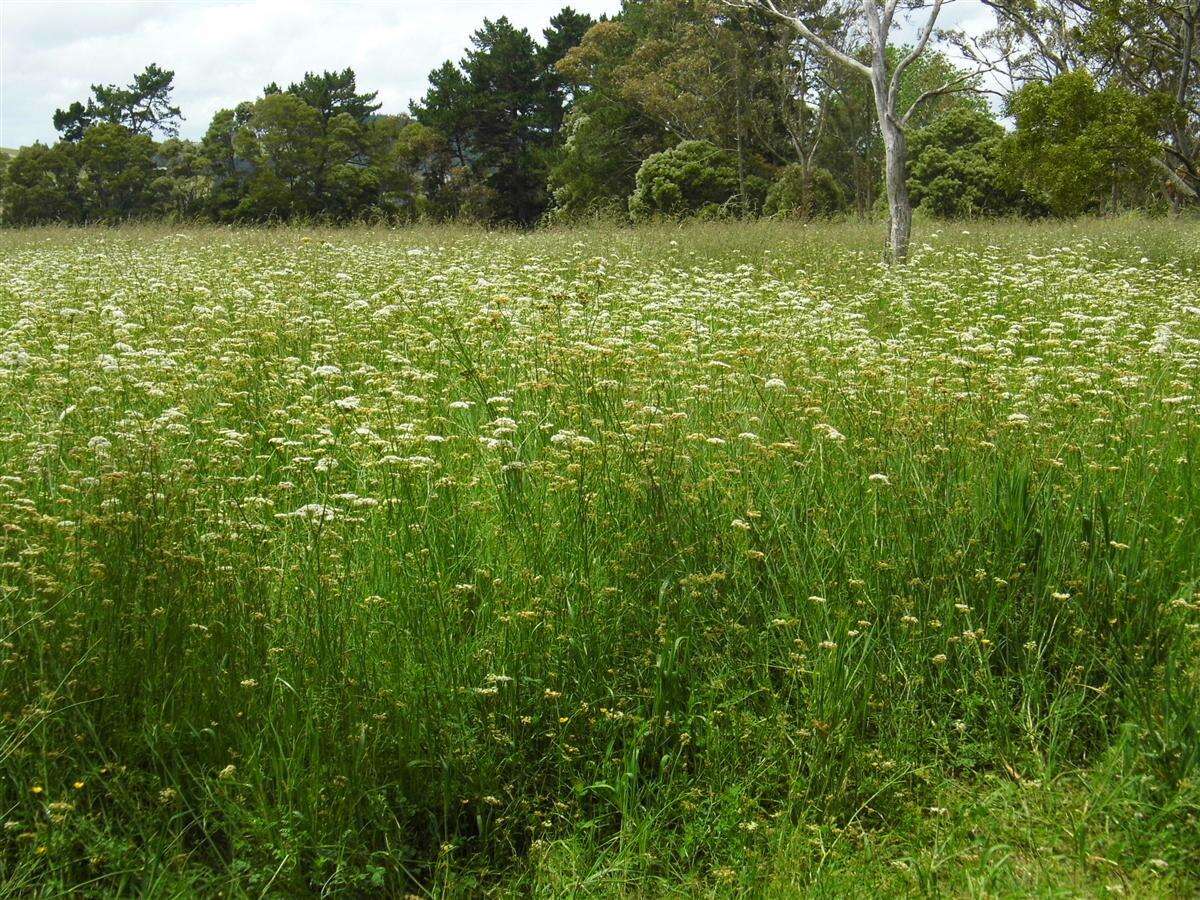 Imagem de Oenanthe pimpinelloides L.