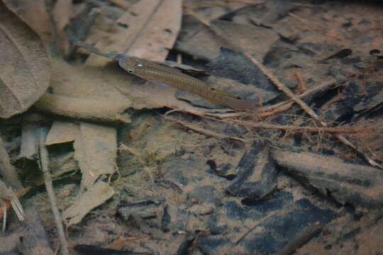 Слика од Aplocheilus lineatus (Valenciennes 1846)