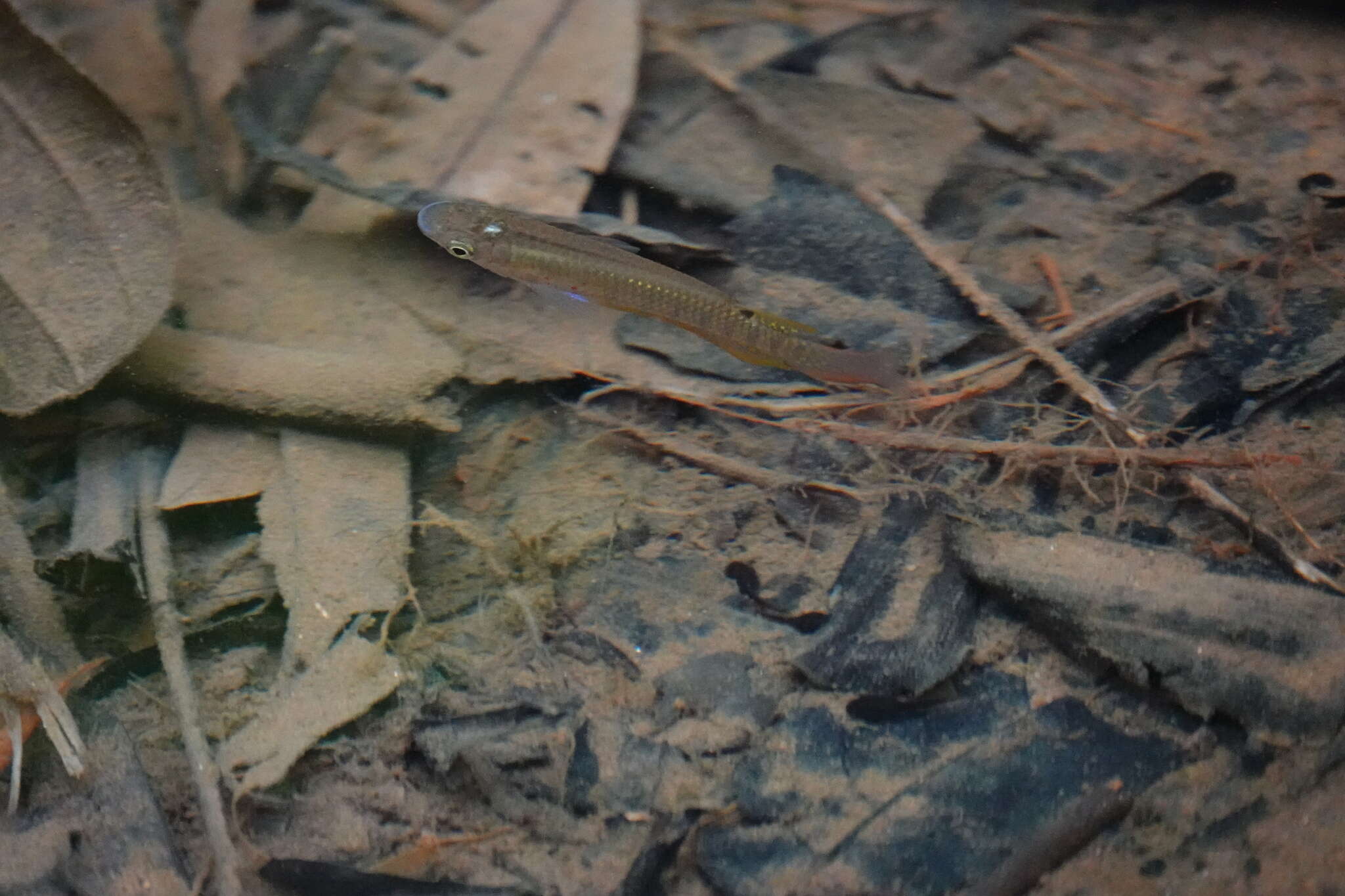 Image of Golden Wonder Killifish