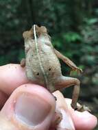 Rhinella alata (Thominot 1884)的圖片