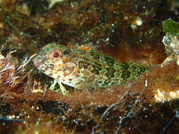 Image of Throatspotted blenny