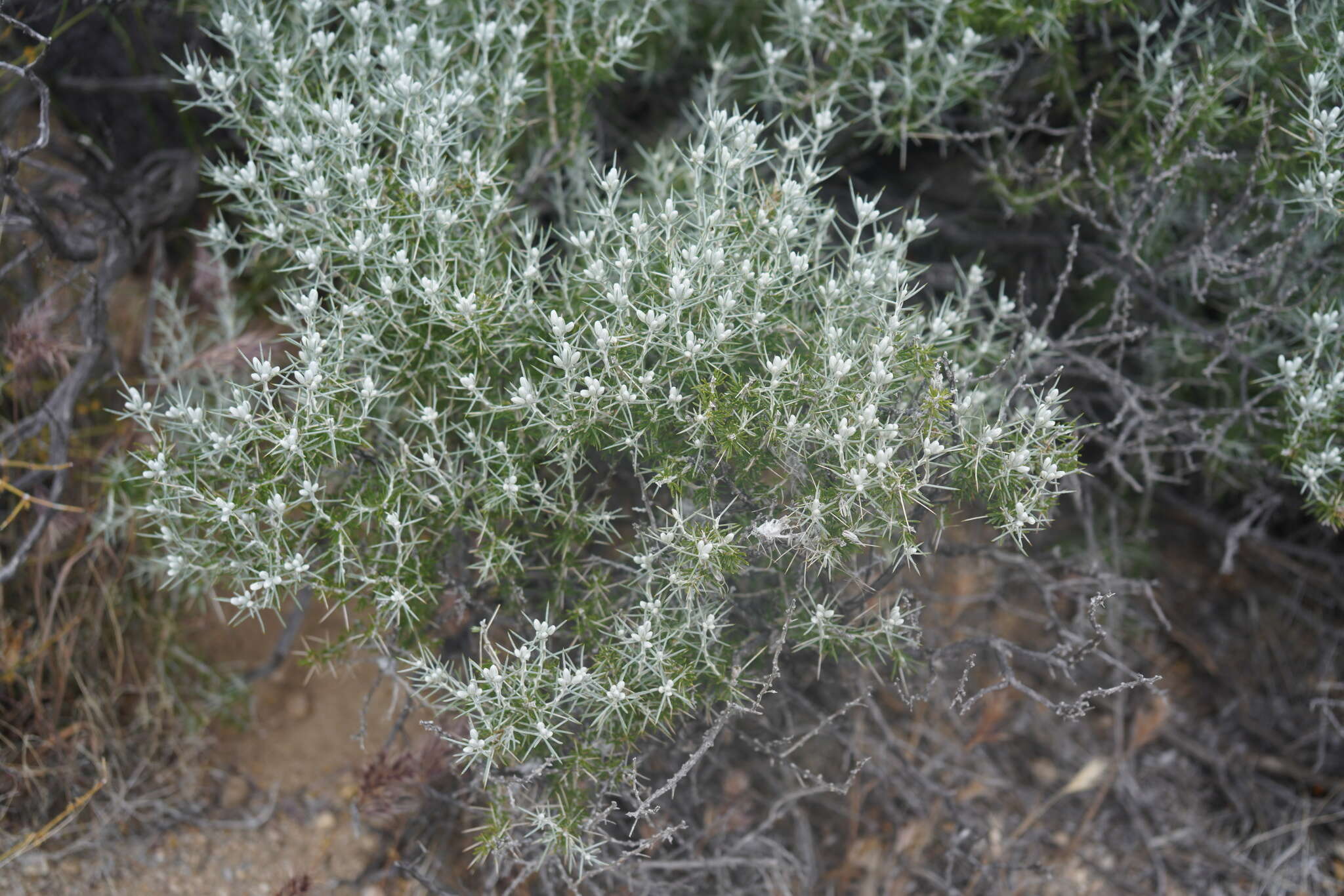 Image of striped cottonthorn