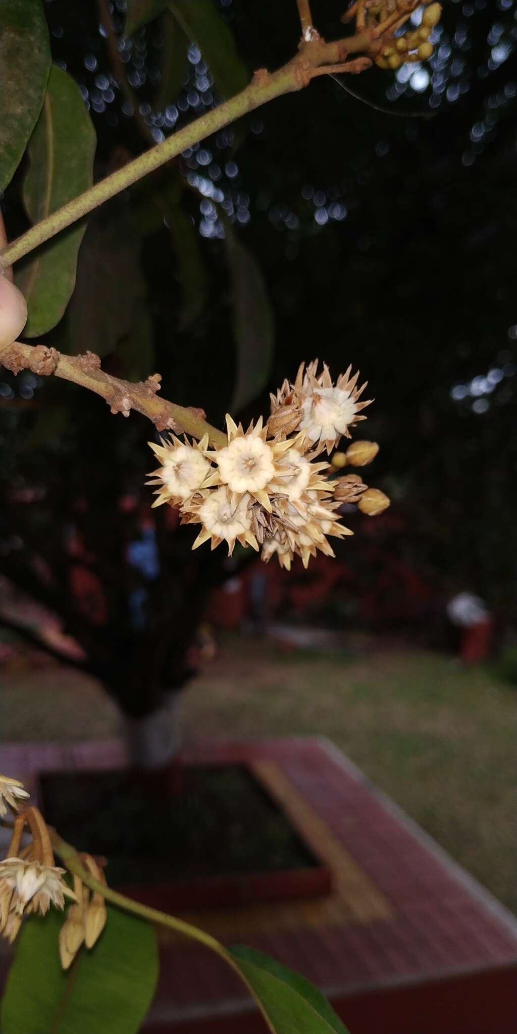 Image of Spanish cherry