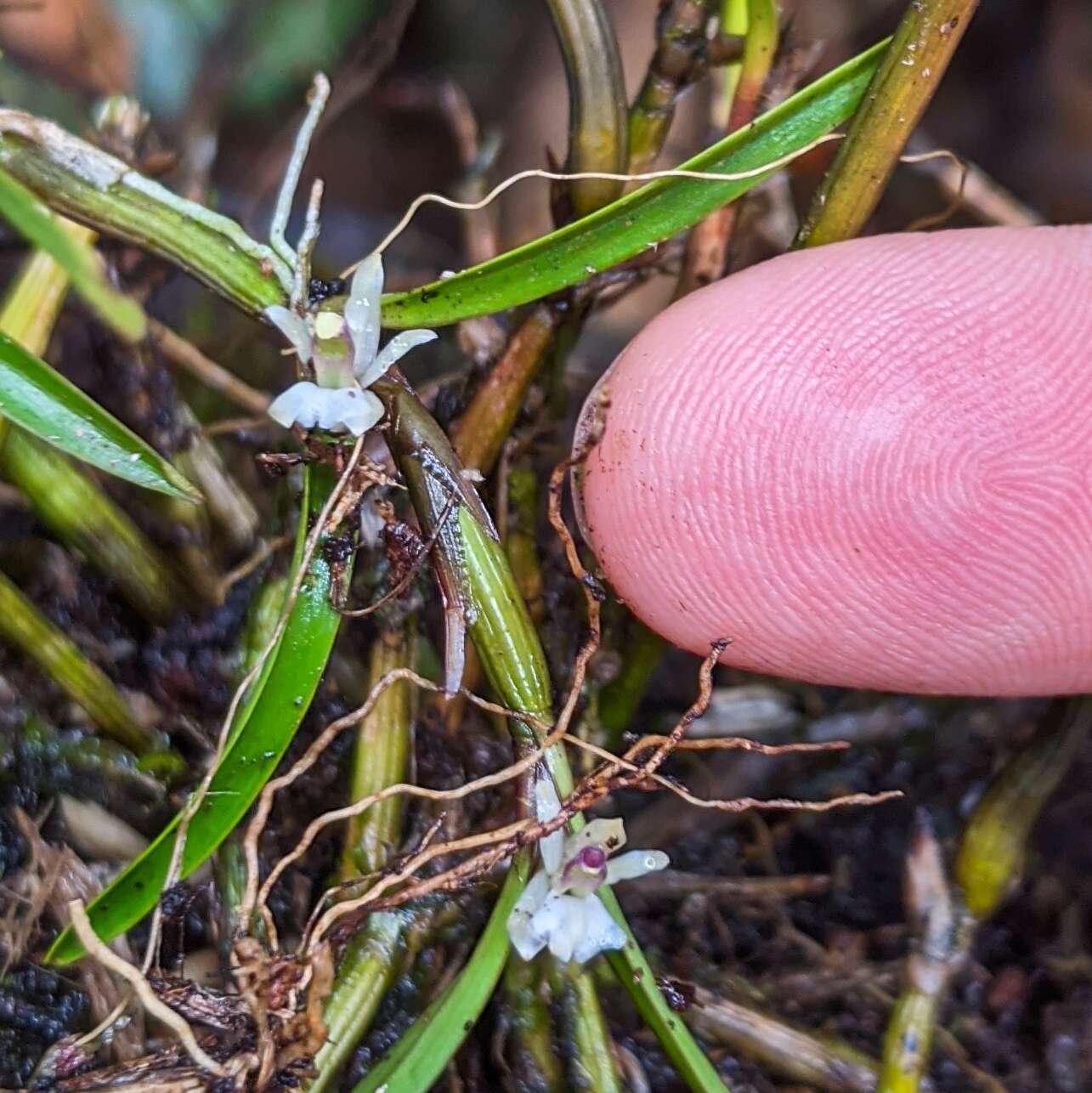 Plancia ëd Scaphyglottis prolifera (R. Br.) Cogn.