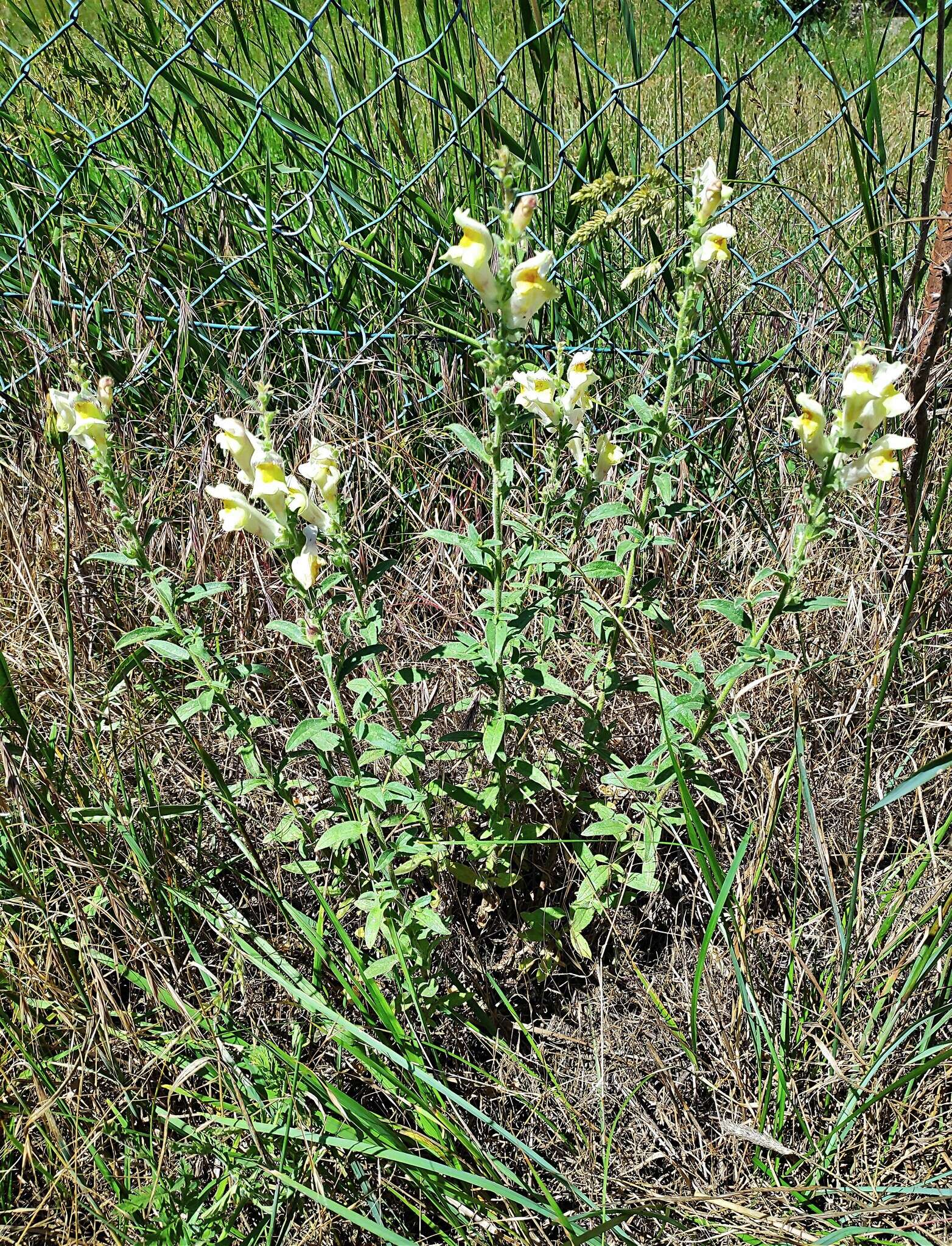 Image of Antirrhinum braun-blanquetii Rothm.