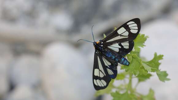 Imagem de Gnophaela aequinoctialis Walker 1854