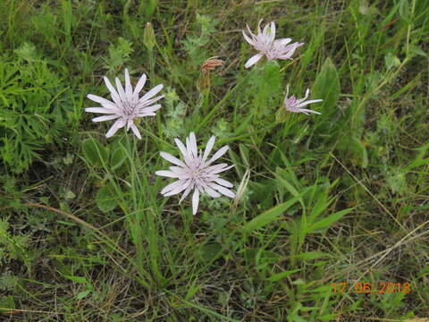 Image of Podospermum purpureum (L.) W. D. J. Koch & Ziz