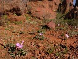 Image of Oxalis callosa Knuth