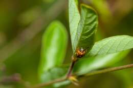 Image of Griburius larvatus (Newman 1840)