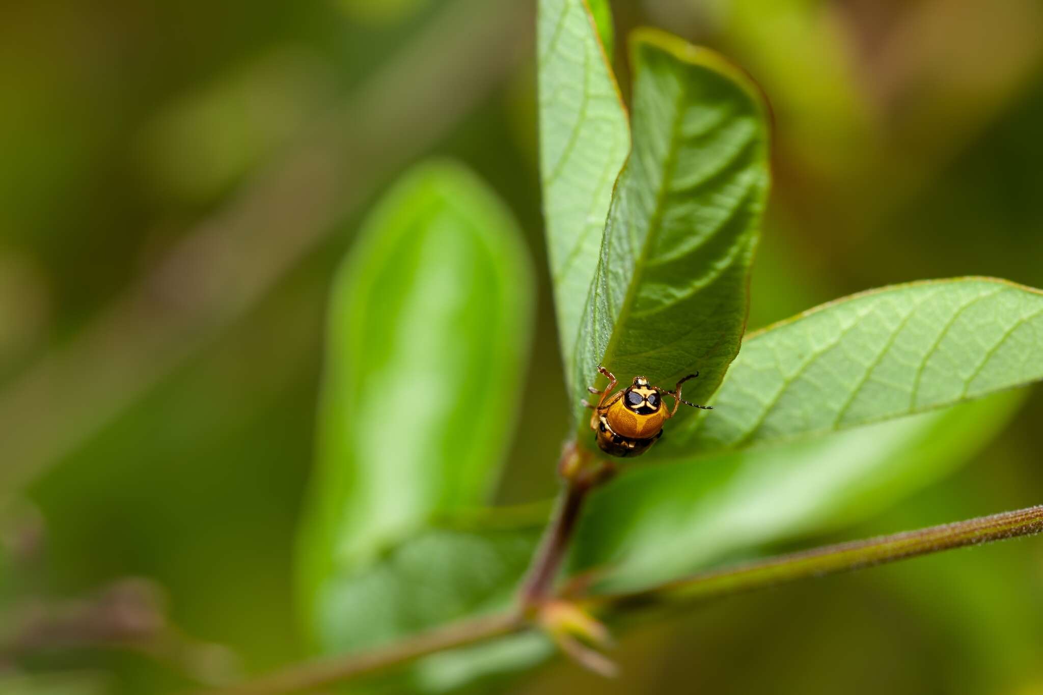 صورة Griburius larvatus (Newman 1840)