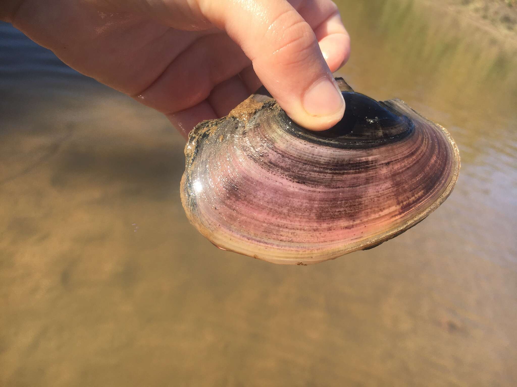 Image of Pink Papershell