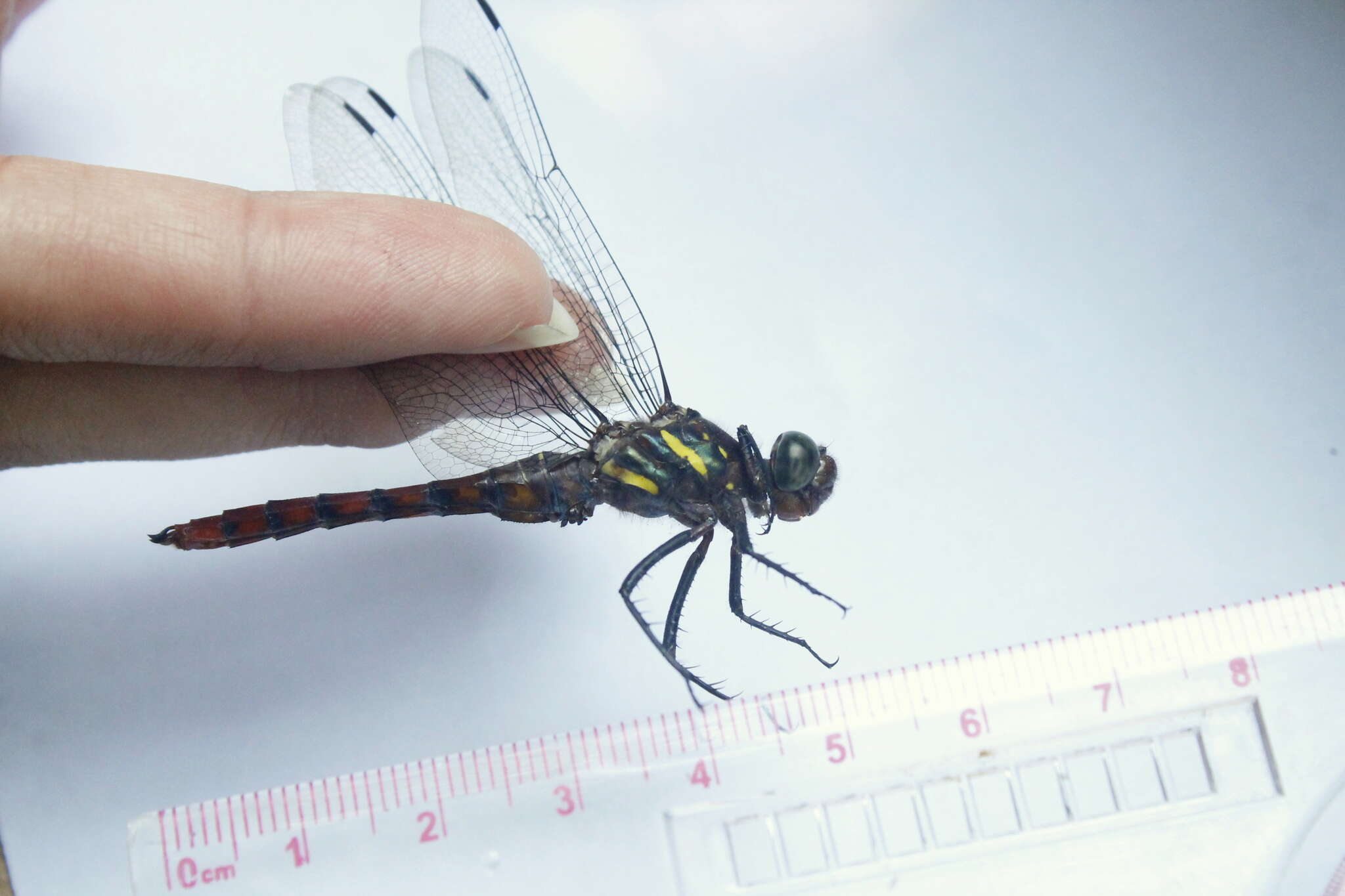 Image de Onychothemis culminicola Förster 1904