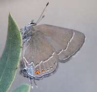 صورة Satyrium polingi