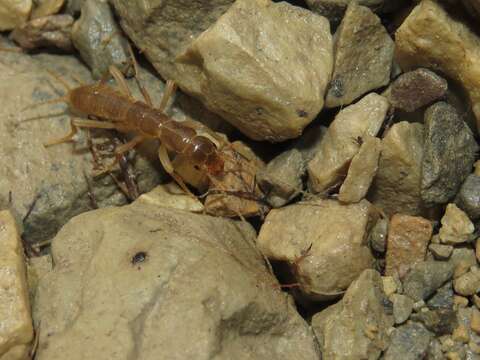 Image de Grylloblatta campodeiformis campodeiformis Walker 1914