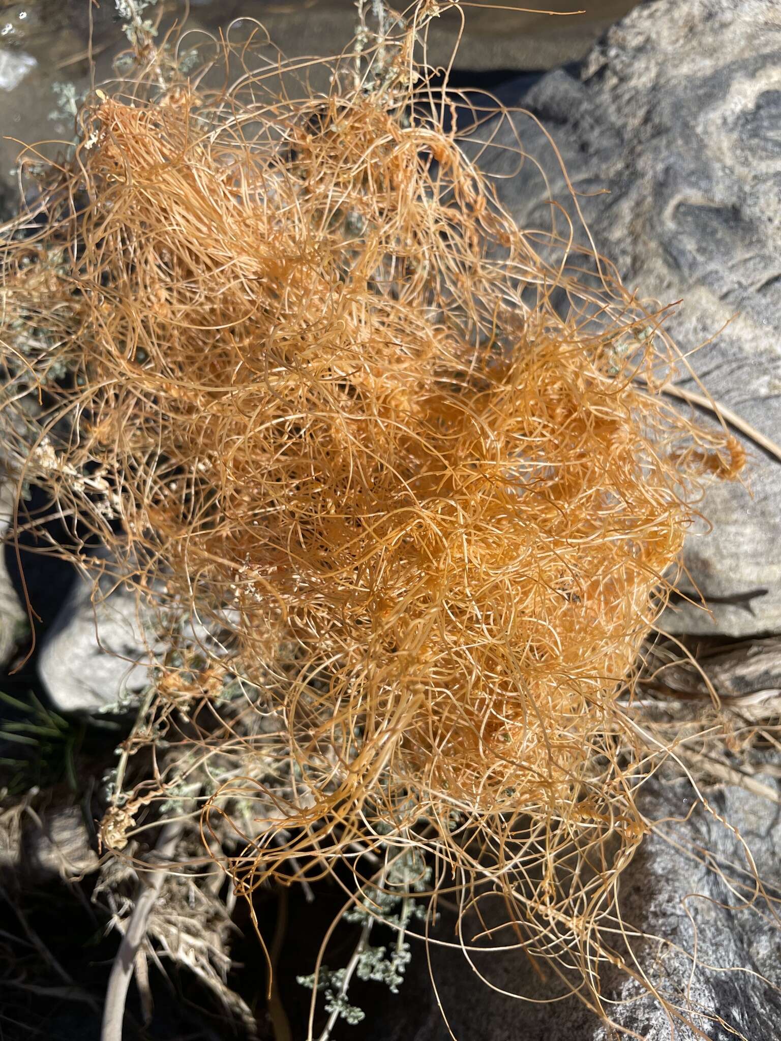 Image of chaparral dodder