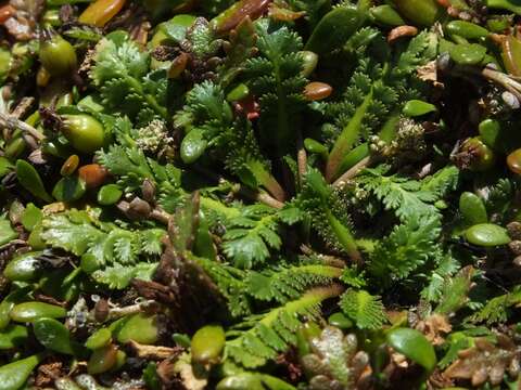 Image of Lepidium tenuicaule Kirk