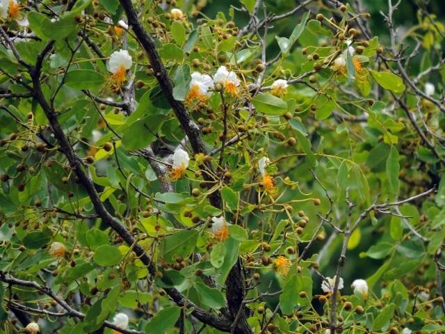 Plancia ëd Bobgunnia madagascariensis (Desv.) J. H. Kirkbr. & Wiersema