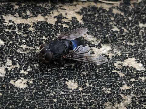 Image of New Zealand blue blowfly