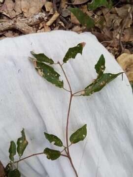 Image of Nesogordonia stylosa H. Perrier