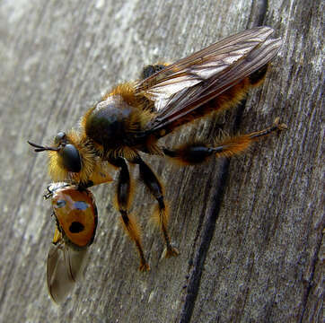 صورة Laphria rufa Roder 1887