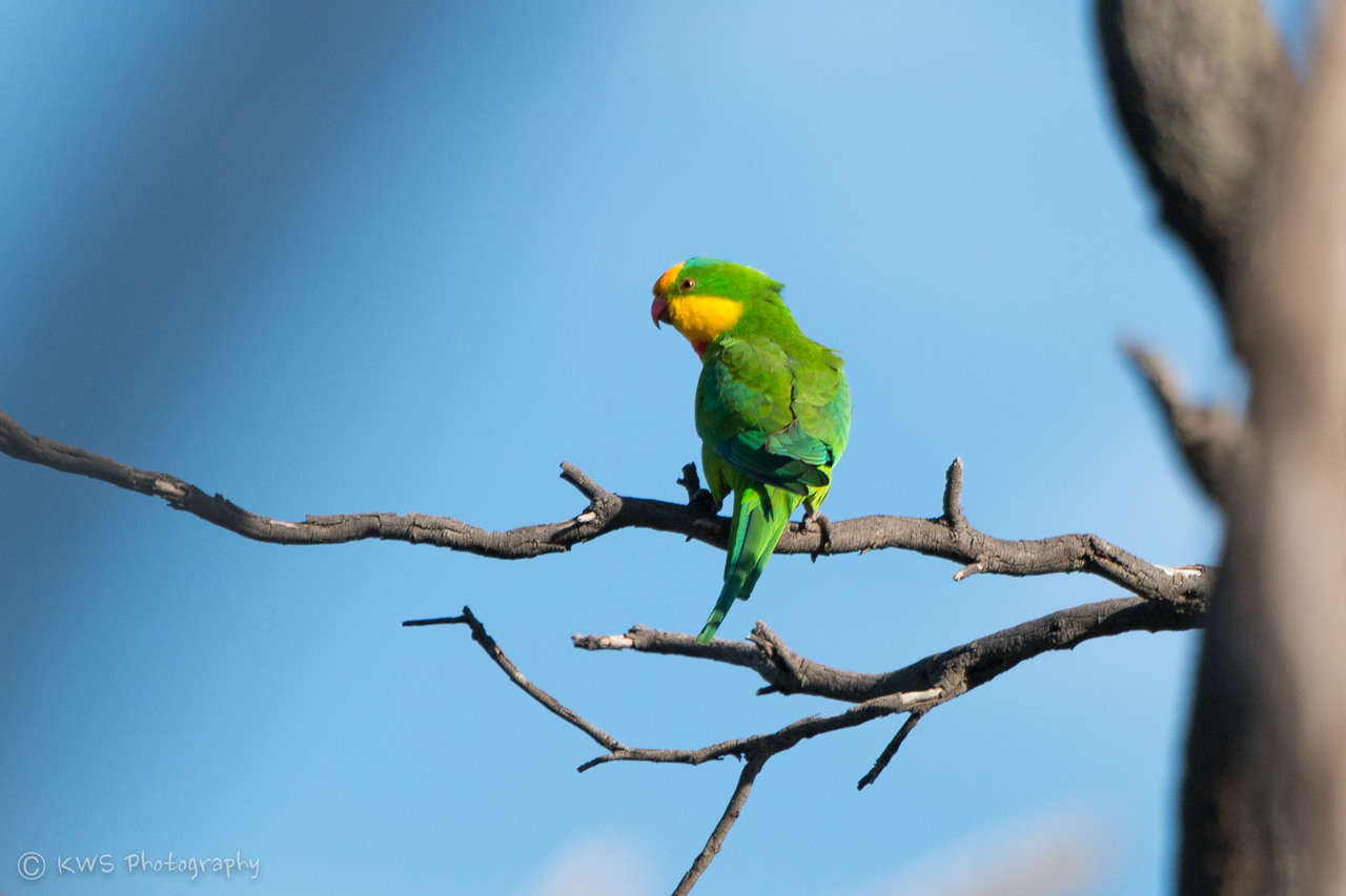 Image of Barraband Parakeet