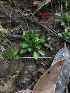 Image of Viola hederacea subsp. cleistogamoides L. Adams