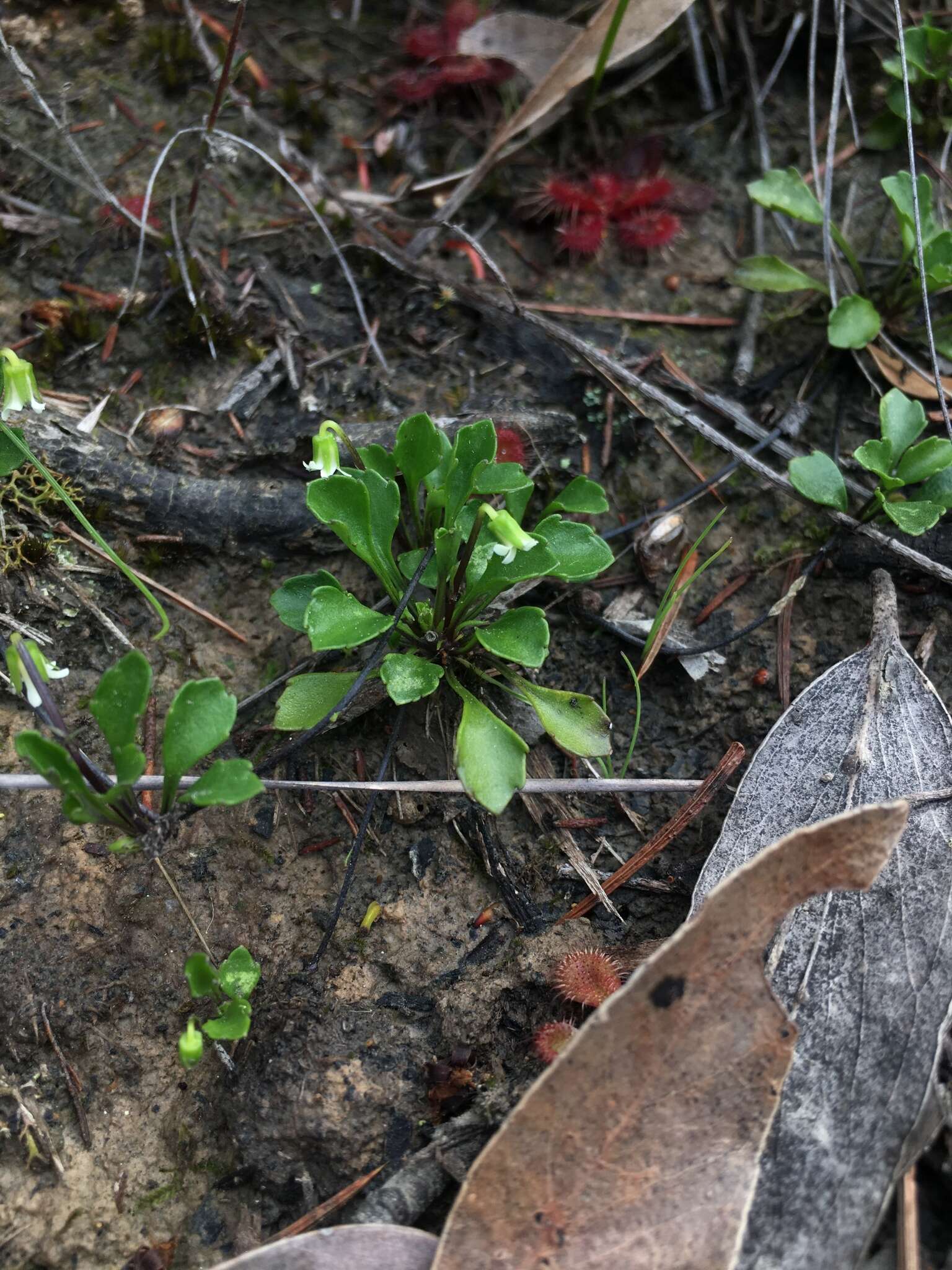 Image of Viola hederacea subsp. cleistogamoides L. Adams