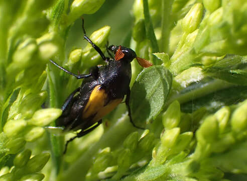 Image of Macrosiagon dimidiata (Fabricius 1781)