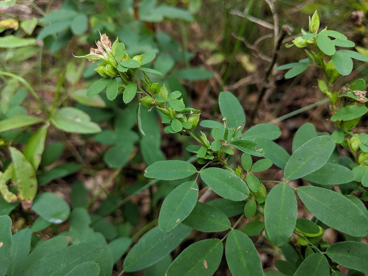 Sivun Lespedeza violacea (L.) Pers. kuva