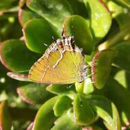 Image of Callophrys xami xami