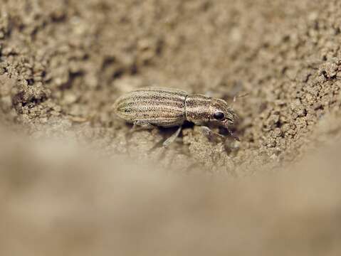 Image of Pea Leaf Weevil