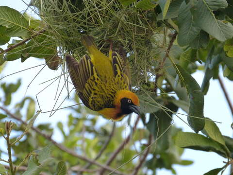 Image of Speke's Weaver