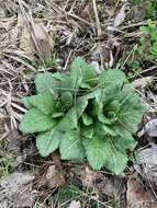 Primula japonica A. Gray resmi