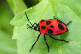 Image of <i>Poecilocoris nepalensis</i>