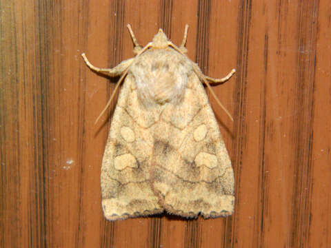 Image of Pale Enargia