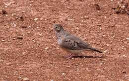 Image de Columbina passerina pallescens (Baird & SF 1860)