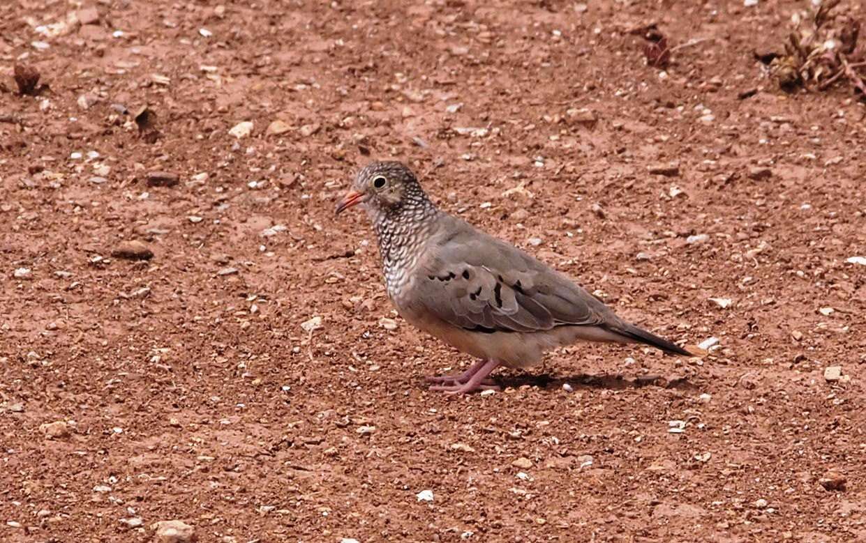 Image de Columbina passerina pallescens (Baird & SF 1860)