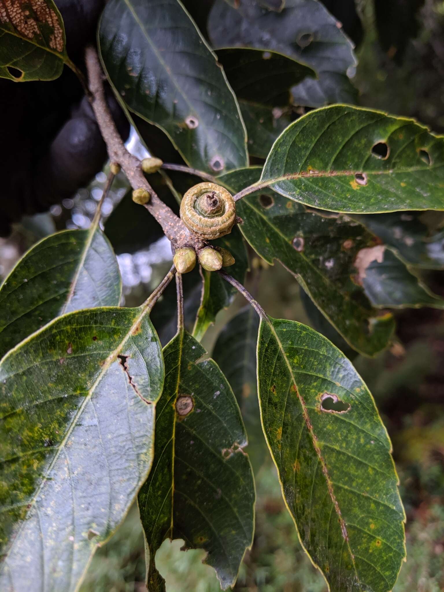 Plancia ëd Quercus morii Hayata