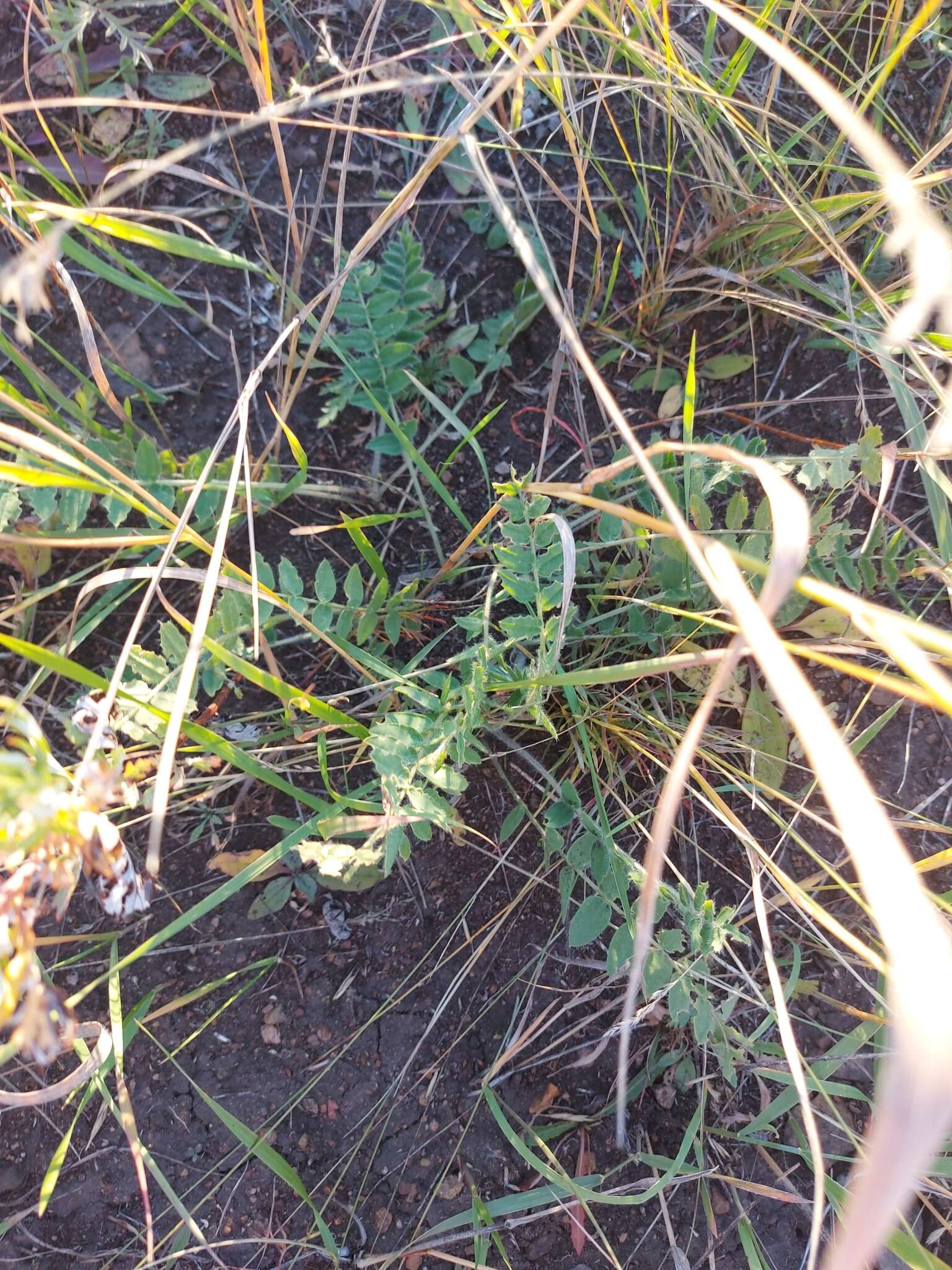 Image of Oxytropis sylvatica (Pall.) DC.